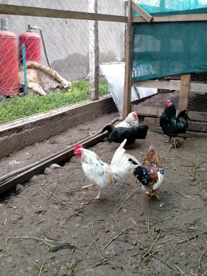 Cocoșei americani tineri  - imagine 5