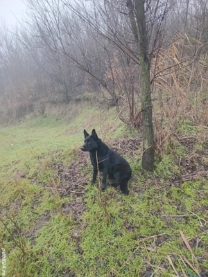mascul si femela ciobanesc german !
