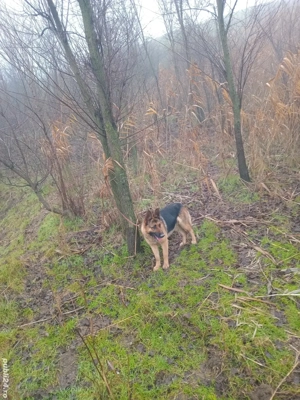 mascul si femela ciobanesc german ! - imagine 4