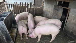 Porci de vânzare - imagine 4