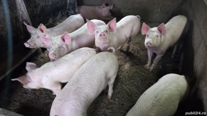 Porci de vânzare - imagine 3