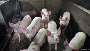 Porci de vânzare