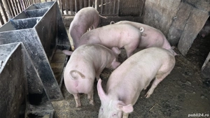 Porci de vânzare - imagine 5