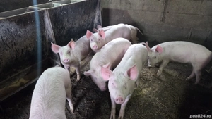 Porci de vânzare - imagine 2