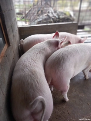 Vand porci   Bucinisu   OLT - 14 lei   kg  - imagine 2