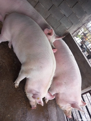 Vand porci   Bucinisu   OLT - 14 lei   kg  - imagine 3