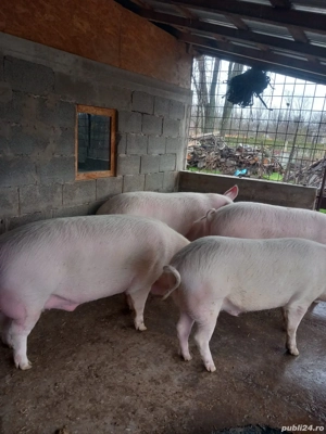 Vand porci   Bucinisu   OLT - 14 lei   kg  - imagine 4