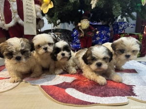 Puiuți de Shih Tzu 