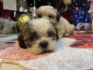 Puiuți de Shih Tzu  - imagine 3