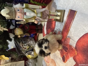 Puiuți de Shih Tzu  - imagine 4