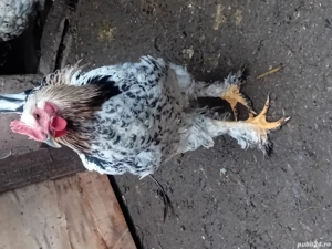 Cocoși  din rasa  australop  - imagine 2