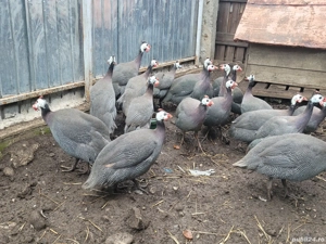 Vând bibilici perechi - imagine 4