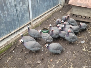 Vând bibilici perechi - imagine 2