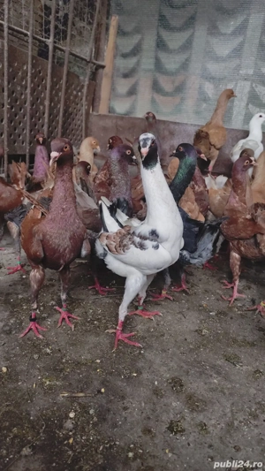 porumbei maltezi - imagine 5