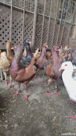 porumbei maltezi - imagine 4