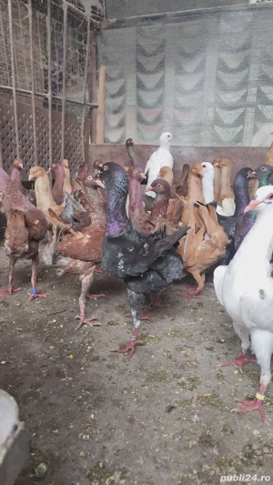 porumbei maltezi - imagine 2