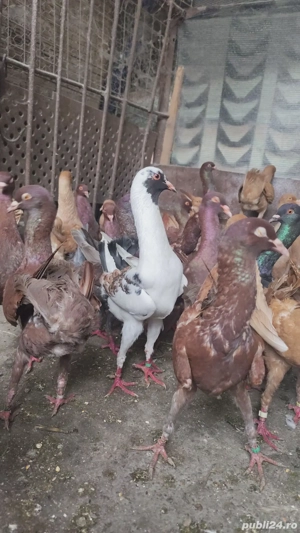 porumbei maltezi - imagine 3