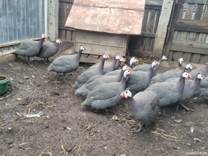 Vând bibilici perechi - imagine 3