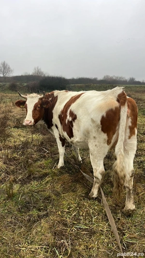 o vitea si un tauras  - imagine 4