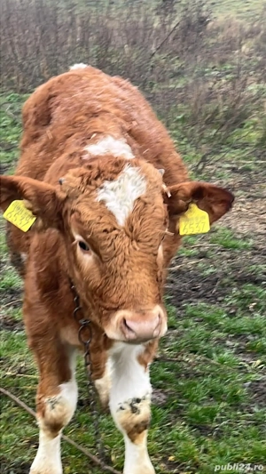 o vitea si un tauras  - imagine 3