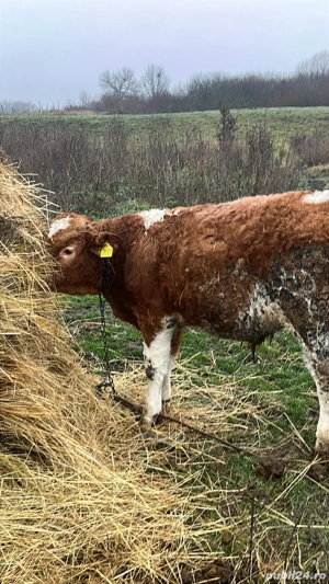 o vitea si un tauras  - imagine 2