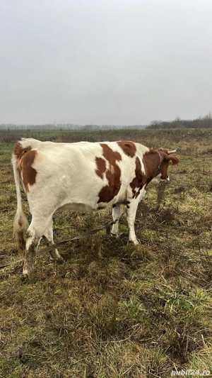 o vitea si un tauras  - imagine 5