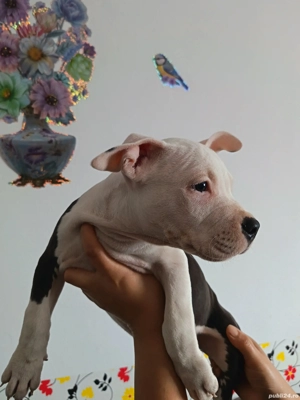 Pui amstaff blue mascul - imagine 4