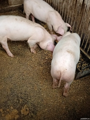 vand grasuni  - imagine 2