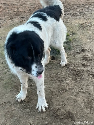 Câine de vânzare. Ciobănesc de Bucovina - imagine 5