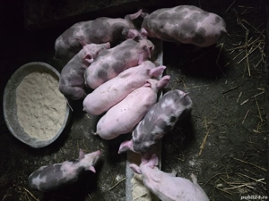 purcei de vanzare 6 săptămâni  - imagine 2