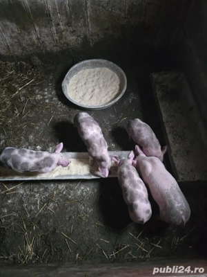 purcei de vanzare 6 săptămâni  - imagine 3