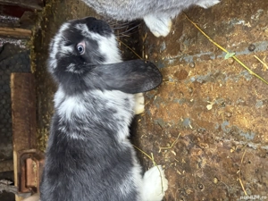 Pui iepure berbec german  - imagine 2