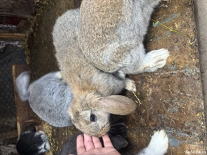 Pui iepure berbec german  - imagine 3