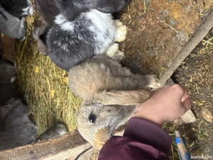 Pui iepure berbec german  - imagine 5