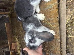 Pui iepure berbec german  - imagine 4