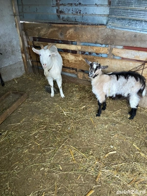 capre de vanzare - imagine 4