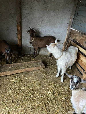 capre de vanzare - imagine 5