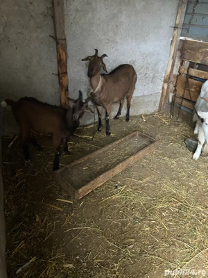 capre de vanzare - imagine 2