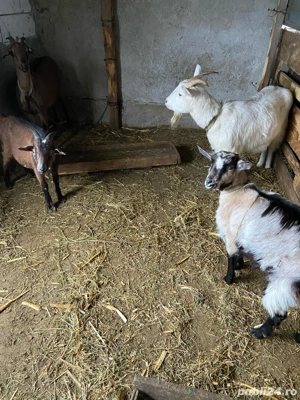 capre de vanzare - imagine 3