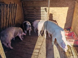 vand grasuni - imagine 2