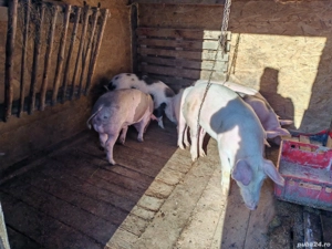 vand grasuni - imagine 3