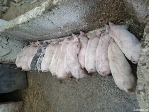 Vând purcei  - imagine 2