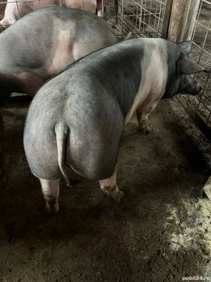 porci pt sacrifucat 150-180