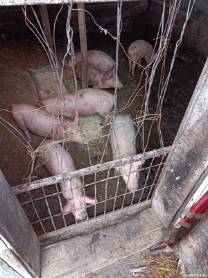 vand purcei - imagine 2