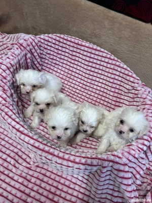 bichon aMaltez - imagine 4