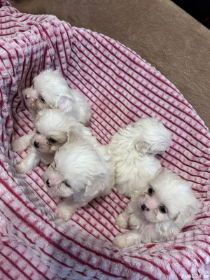 bichon aMaltez - imagine 2
