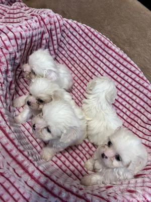 bichon aMaltez - imagine 5