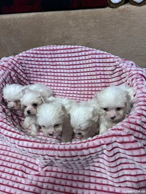 bichon aMaltez - imagine 3