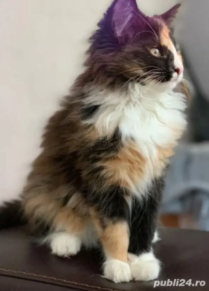 Siberiana de padure puiuti - imagine 2