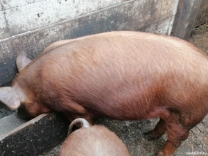 Purcel duroc castrat 60 kg 1000 lei holboca Iași   